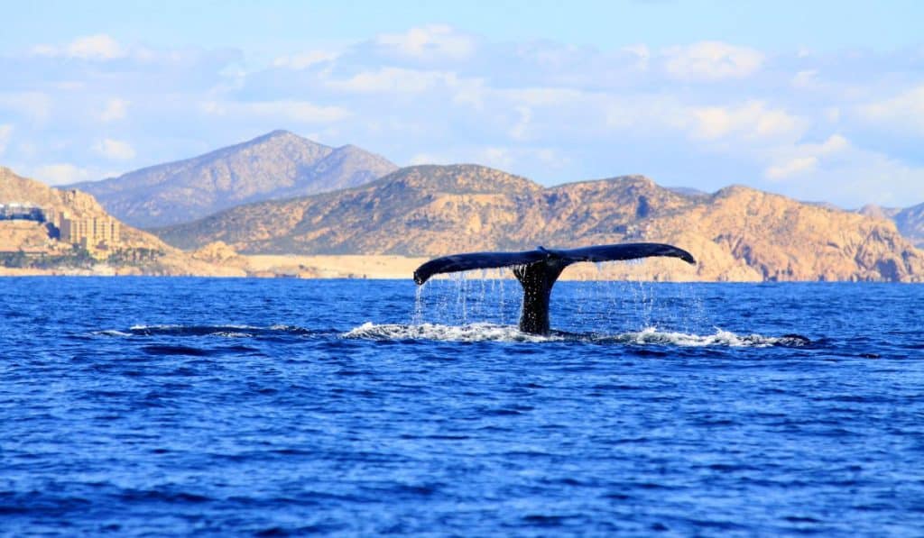 6 Best Places And Activities Around Los Cabos This Winter