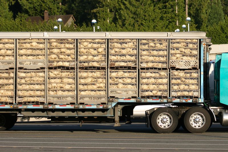 A large truck loaded with hundreds of chickens in crates.