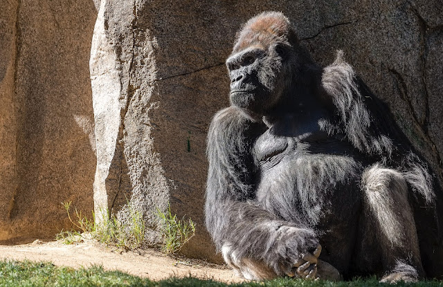 A Family’s Guide to Visiting America's Finest City, San Diego Zoo