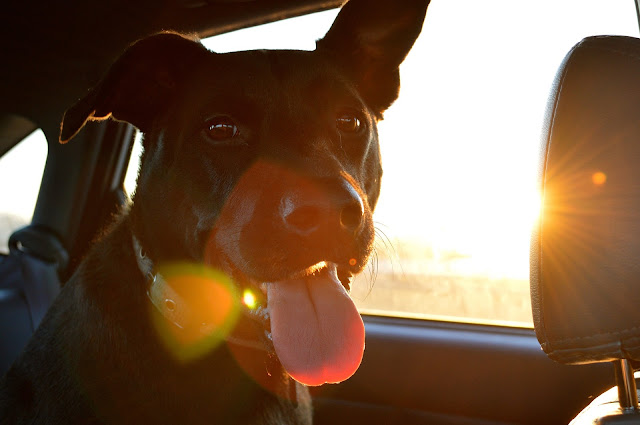 Don’t Travel the World Without Your Dog, Dog riding in a car