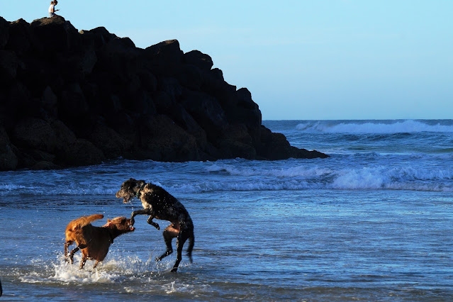 Don’t Travel the World Without Your Dog, Dogs on the beach