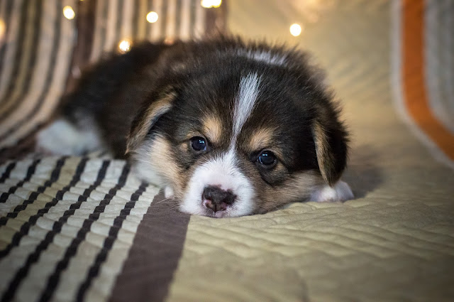 Don’t Travel the World Without Your Dog, Dog laying on bed