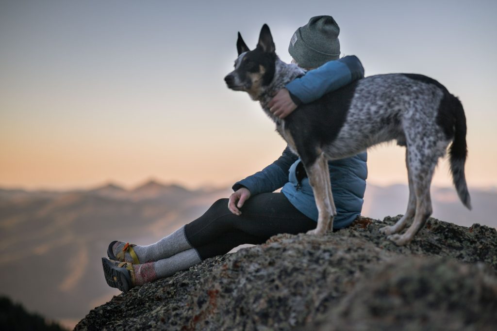 How Do You Stay Organized While Traveling With Pets?