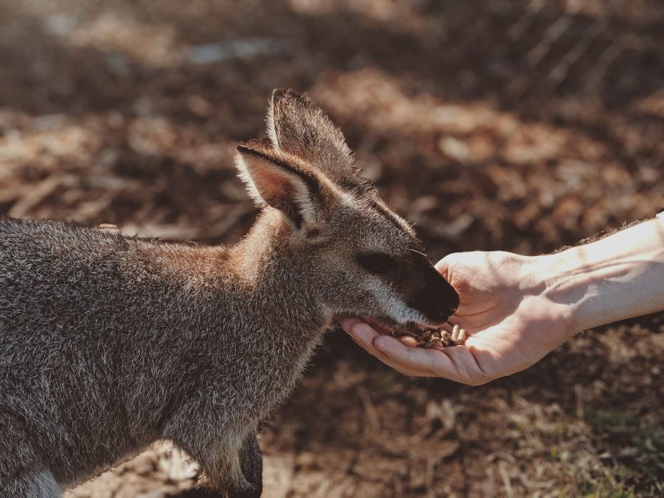 fun activities in melbourne