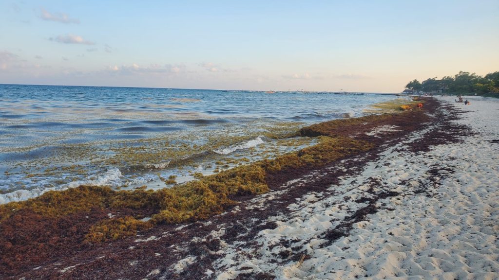 Sargassum CANCUN: Latest Seaweed Forecast, Updates, Photos 2024