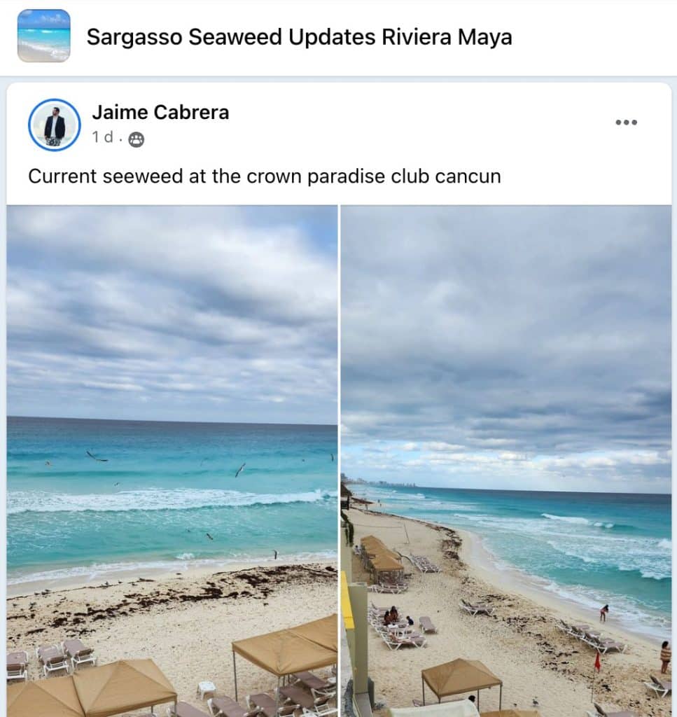 Sargassum CANCUN: Latest Seaweed Forecast, Updates, Photos 2024