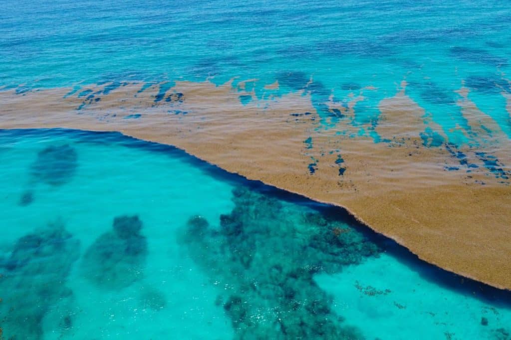 Is Climate Change Responsible For 5,000-mile Seaweed Blob Floating Towards Florida And Mexico?