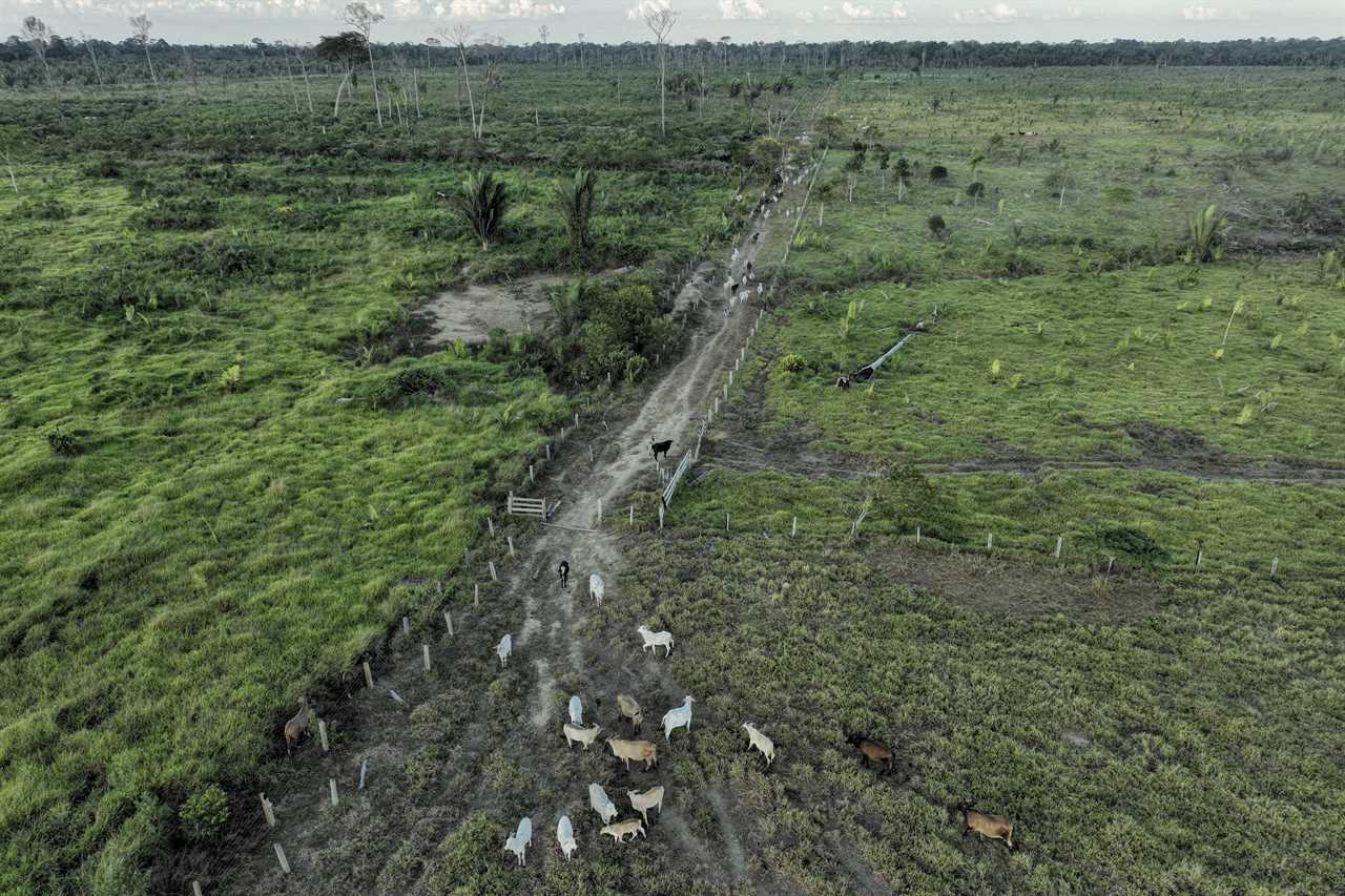 Brazilian meat giant races to attract US Investors despite climate problems