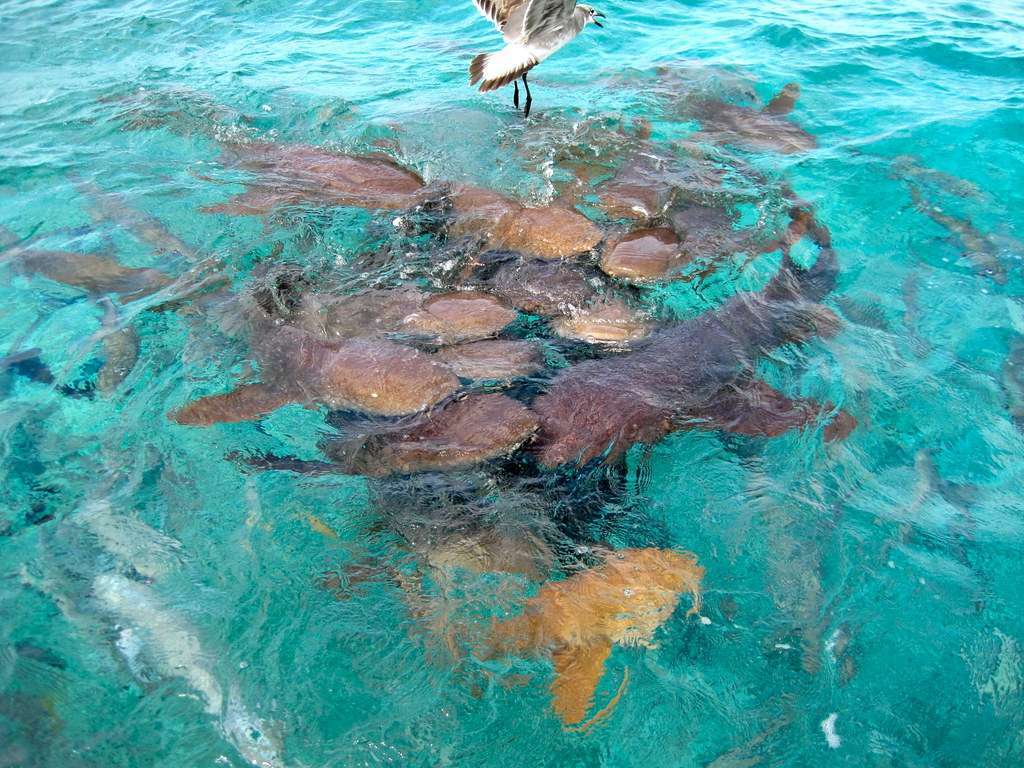 a bunch of sharks in belize