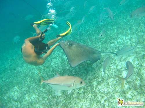 a man diving in glover reef