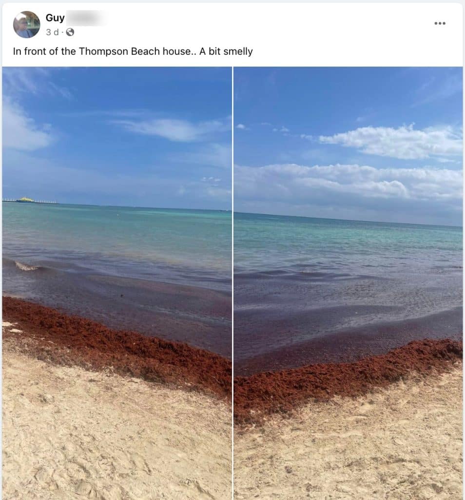 Latest Report Shows Increased Arrival Of Sargassum In The Mexican Caribbean
