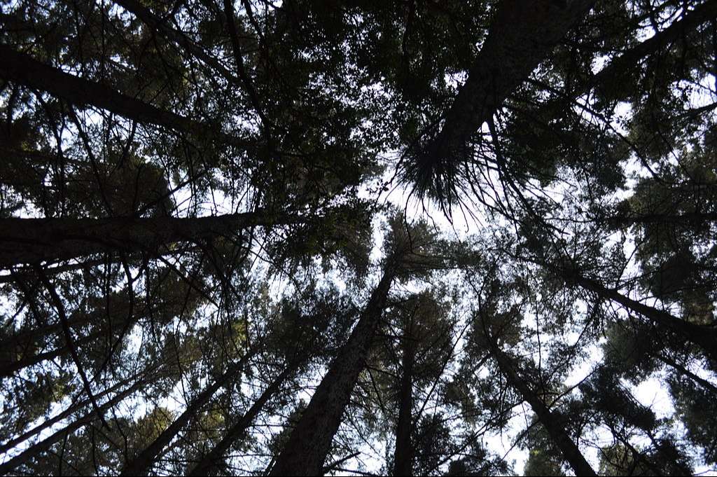 internal woods in montecristo national park