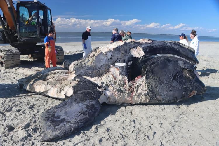 People stand around a whale on a beach. 