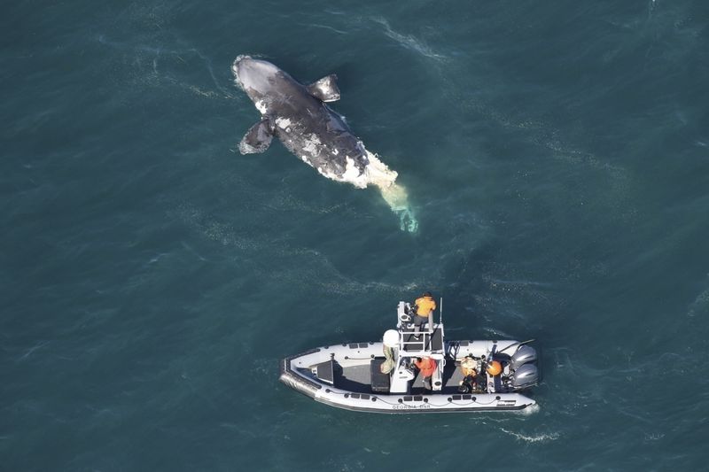 An overhead shot of a small boat near a dead whale in the water.