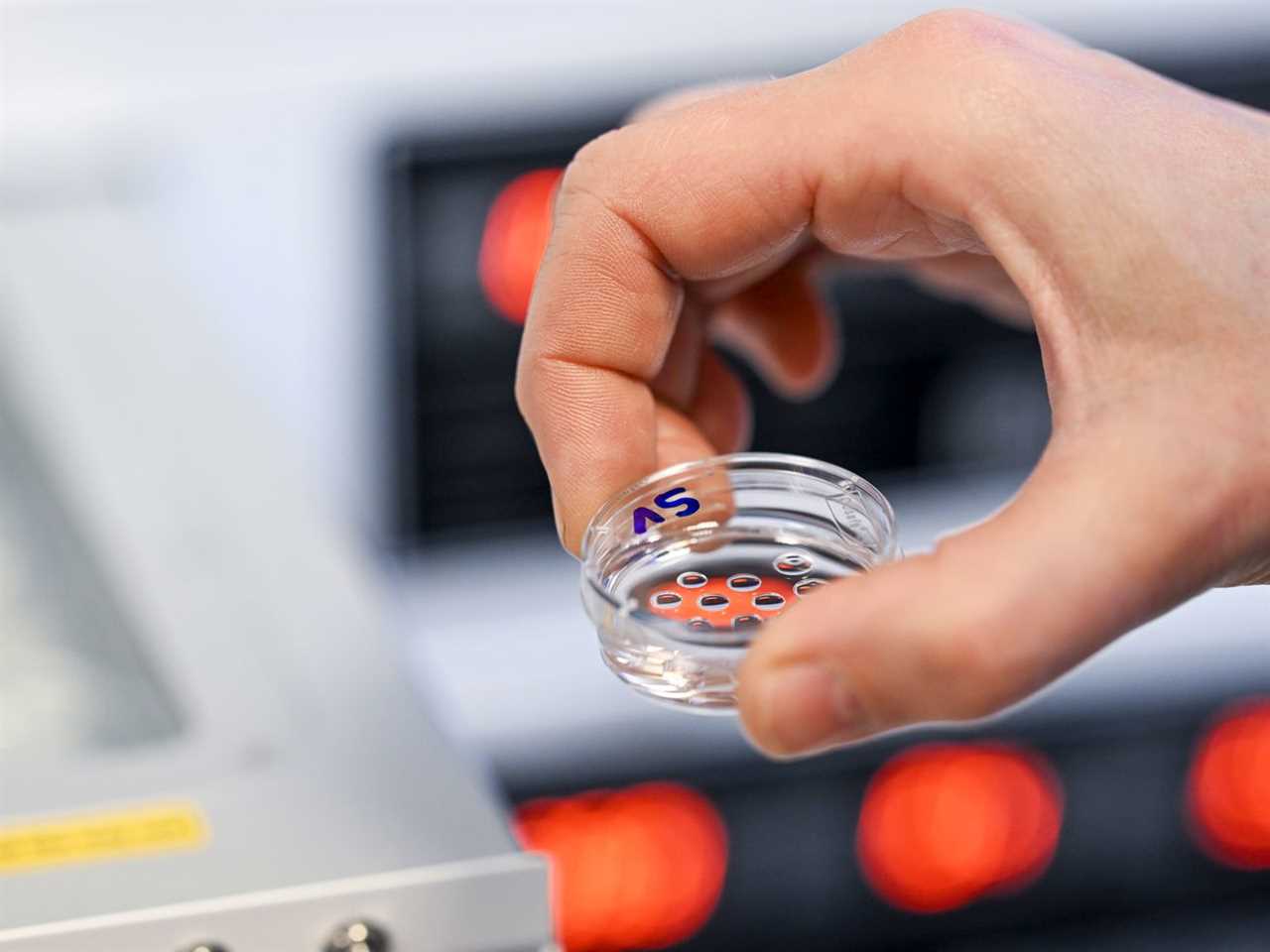 A Petri dish with fertilized eggs is placed in an incubator.