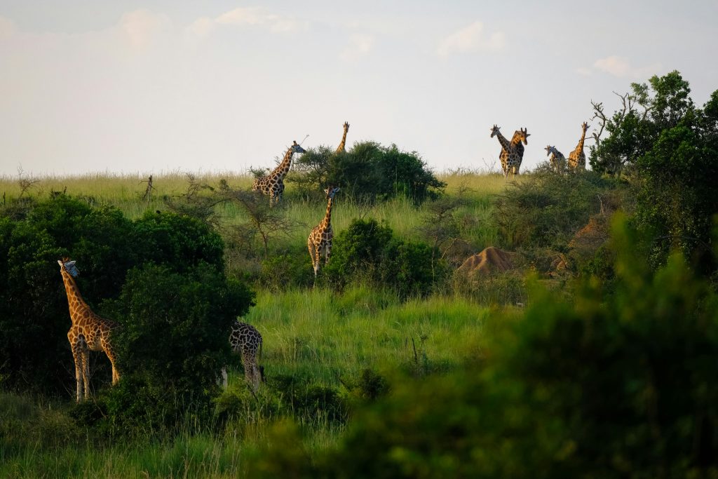 Preparing for Your African Adventure: Essential Health Tips for Safe Travel