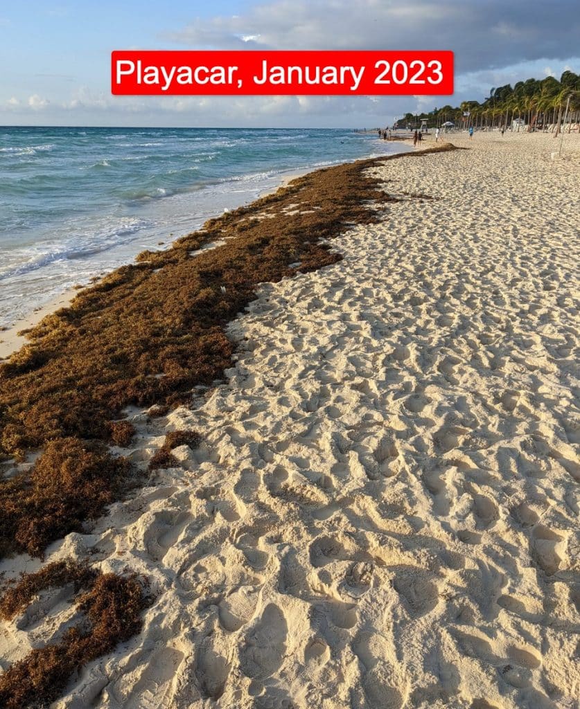 Mexican Caribbean Reports Massive Reduction of Seaweed on the Beaches in 2024