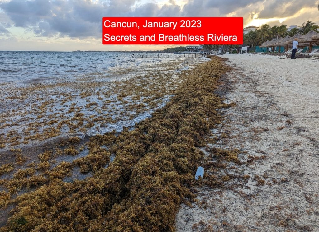 Mexican Caribbean Reports Massive Reduction of Seaweed on the Beaches in 2024