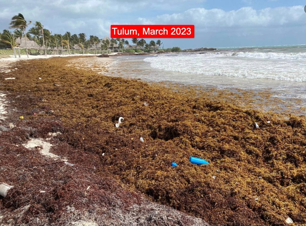 Mexican Caribbean Reports Massive Reduction of Seaweed on the Beaches in 2024