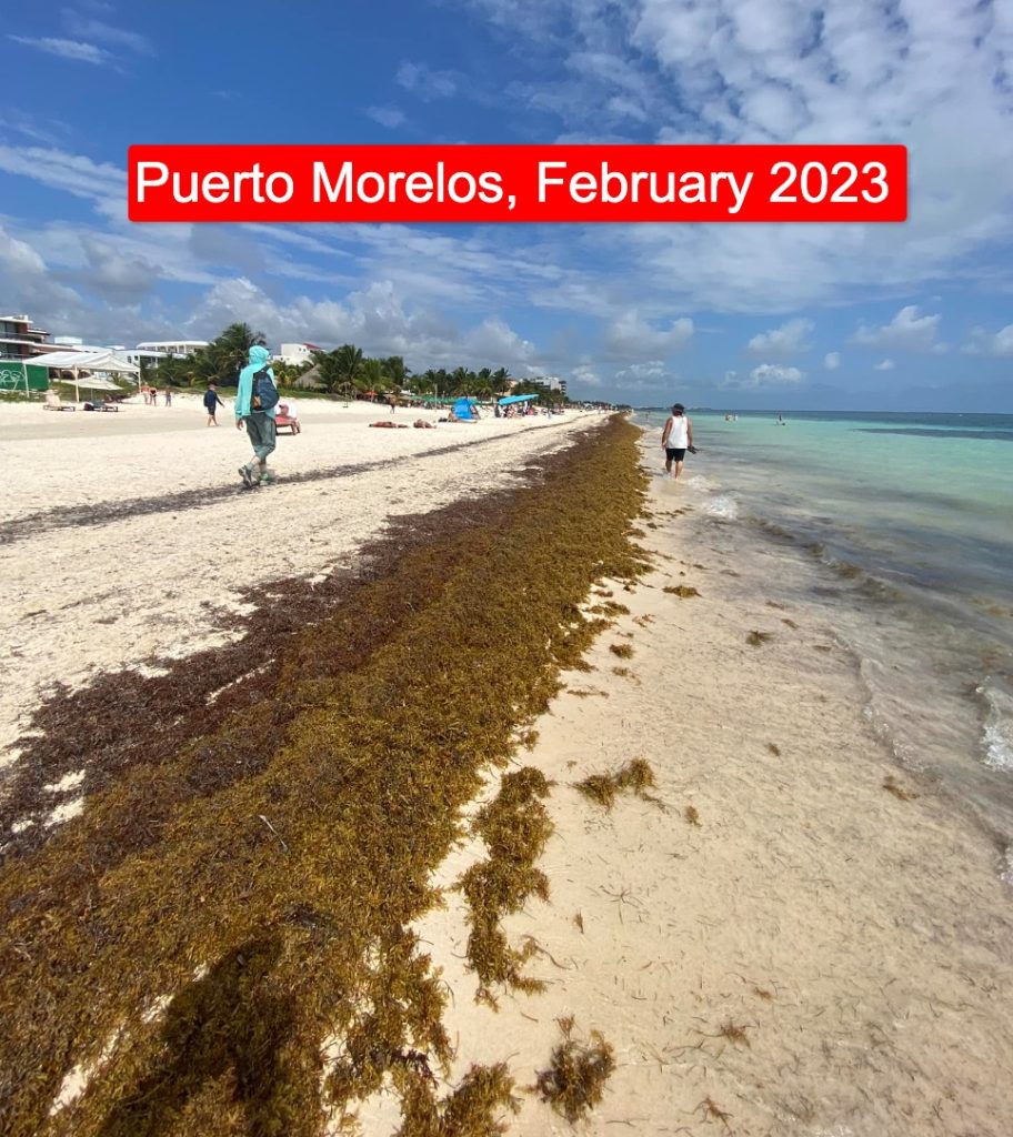 Mexican Caribbean Reports Massive Reduction of Seaweed on the Beaches in 2024