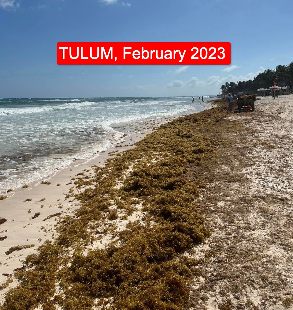 Mexican Caribbean Reports Massive Reduction of Seaweed on the Beaches in 2024