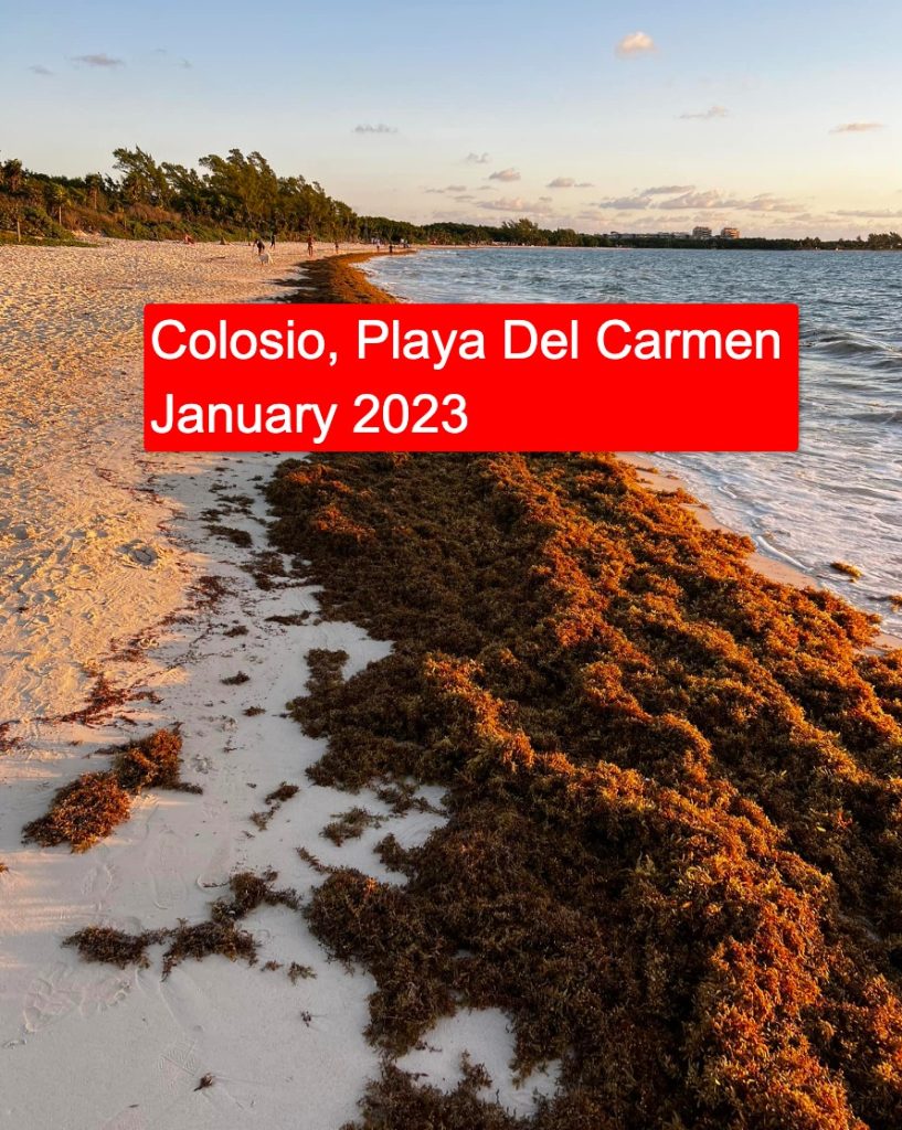 Mexican Caribbean Reports Massive Reduction of Seaweed on the Beaches in 2024