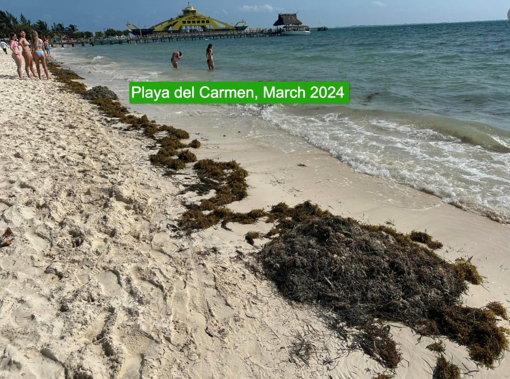 Mexican Caribbean Reports Massive Reduction of Seaweed on the Beaches in 2024