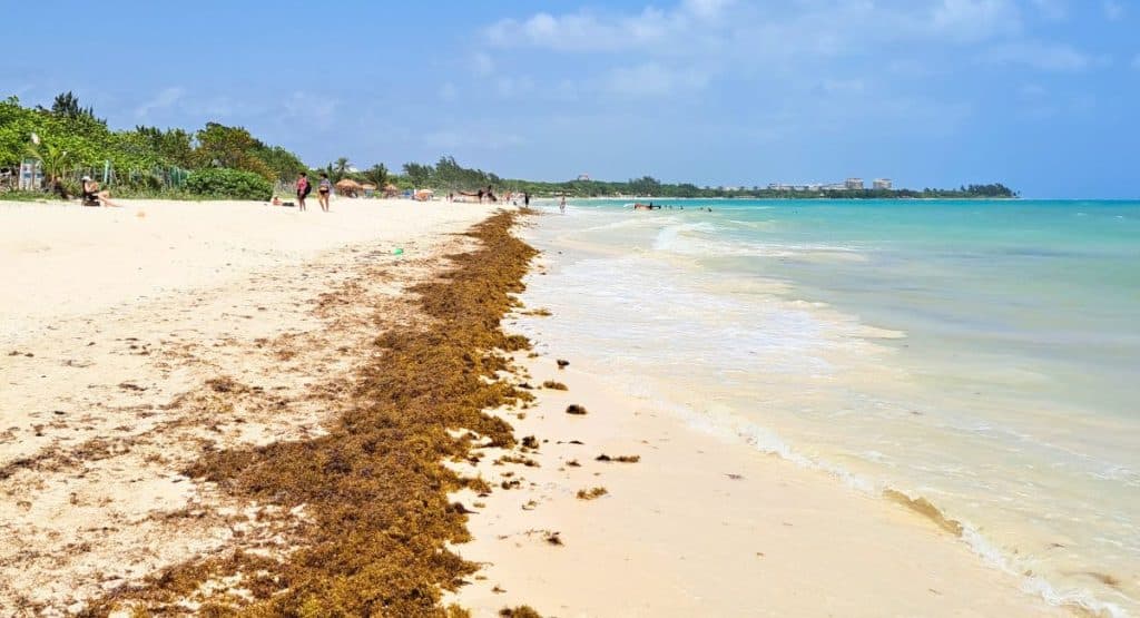 Mexican Caribbean Announces Officially The Arrival Of Seaweed In 2024