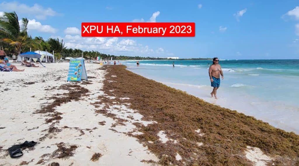 Mexican Caribbean Announces Officially The Arrival Of Seaweed In 2024