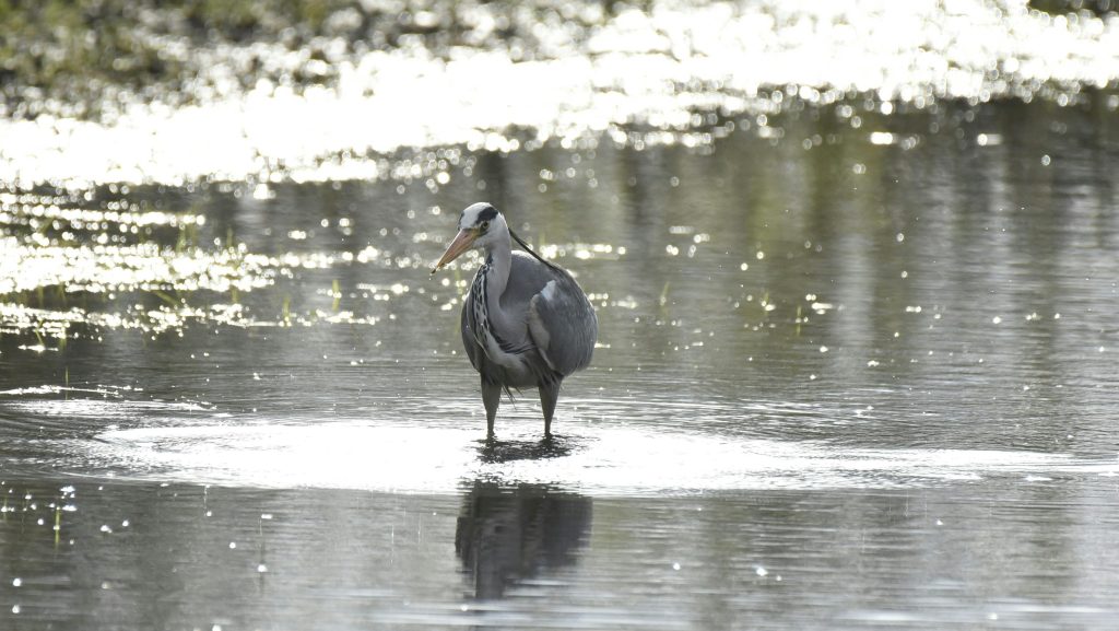 Airboat Tours in Everglades National Park