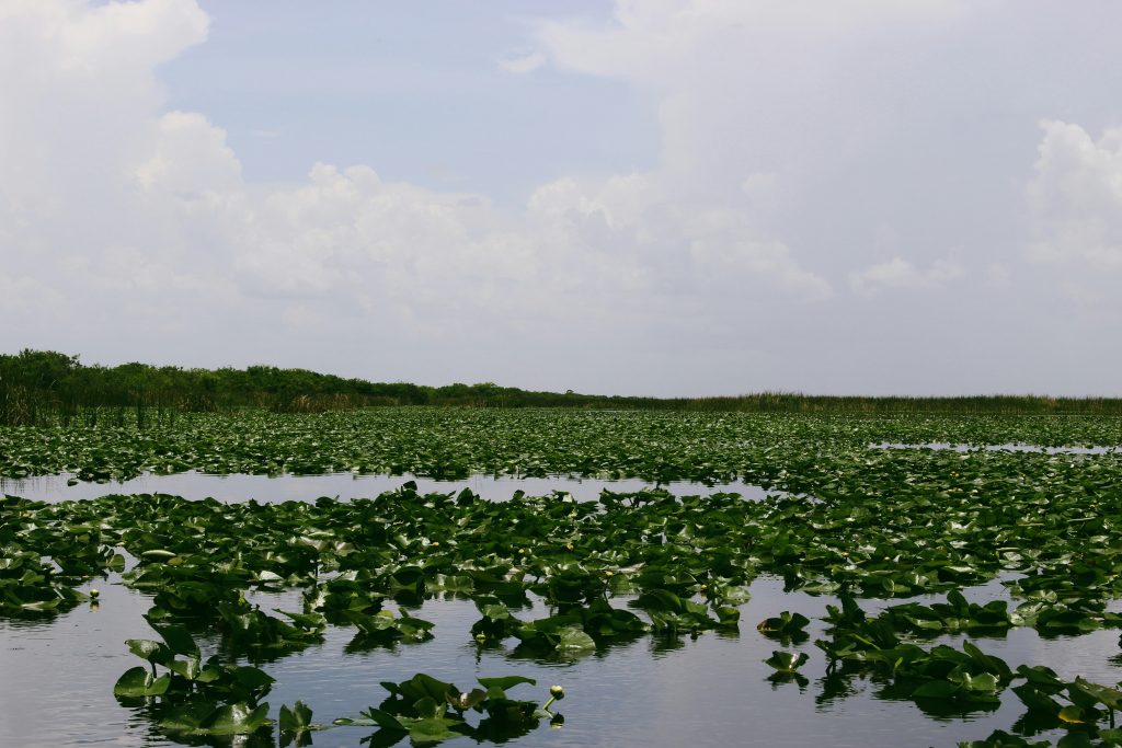 Airboat Tours in Everglades National Park