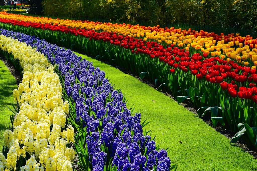 Group Excursion to Keukenhof Floral Park from Amsterdam
