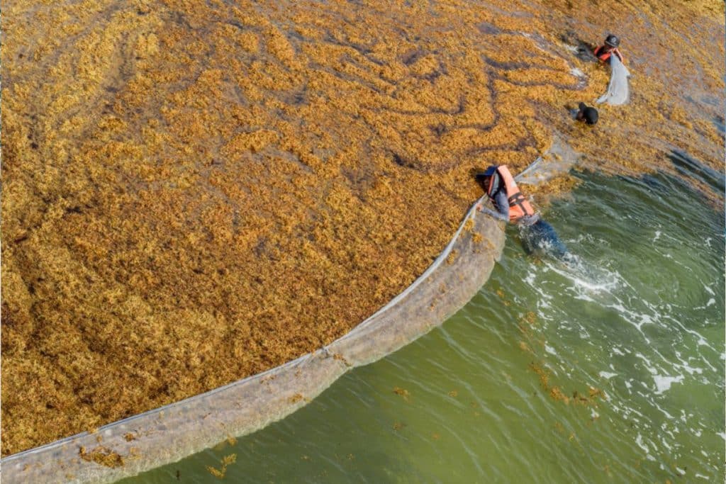 Massive Influx Of Seaweed Prompts Installation Of Anti-Sargassum Barriers In Mexican Caribbean