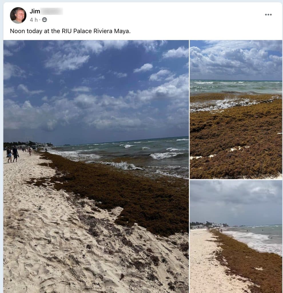 Mexican Caribbean is Seeing the Biggest Arrival of Seaweeds Of Season 2024