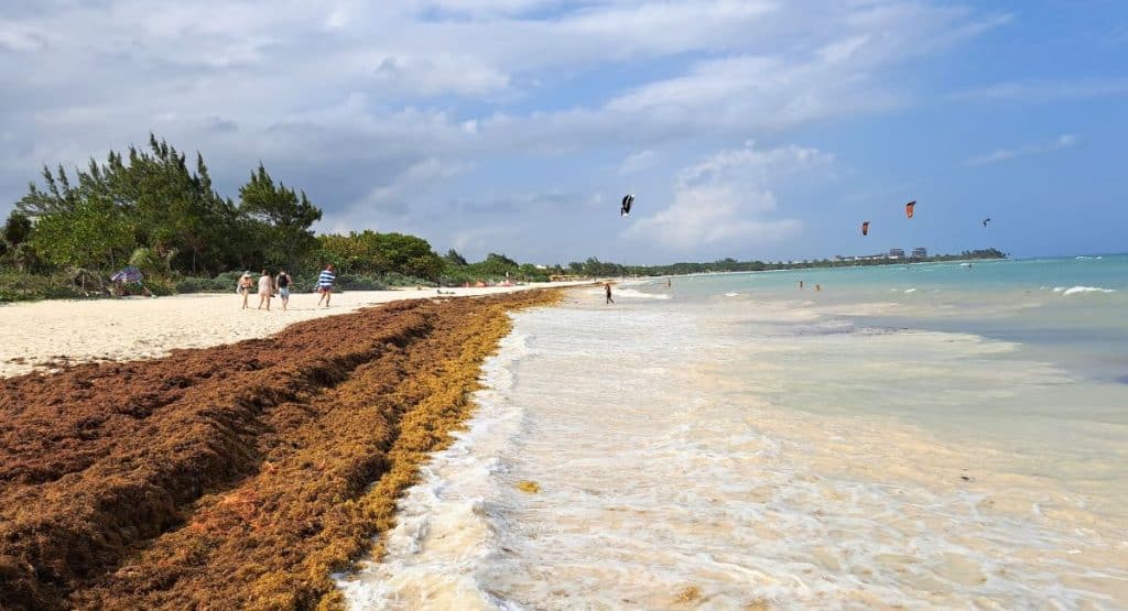 Mexican Caribbean is Seeing the Biggest Arrival of Seaweeds Of Season 2024