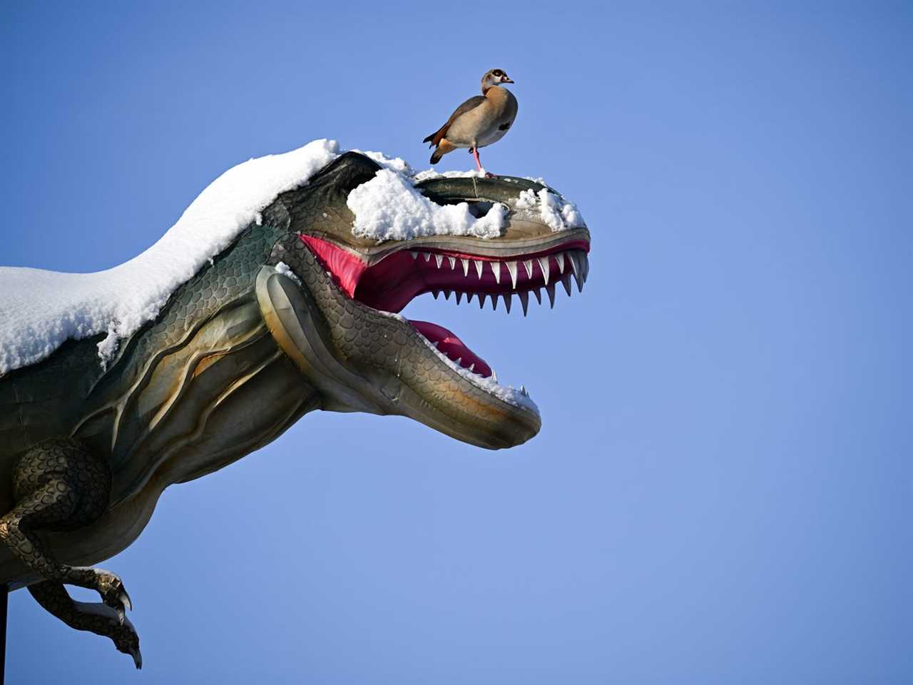 A Canada goose stands on the snow-covered figure of a Tyrannosaurus Rex at Cologne Zoo in Cologne, Germany in January 2024.