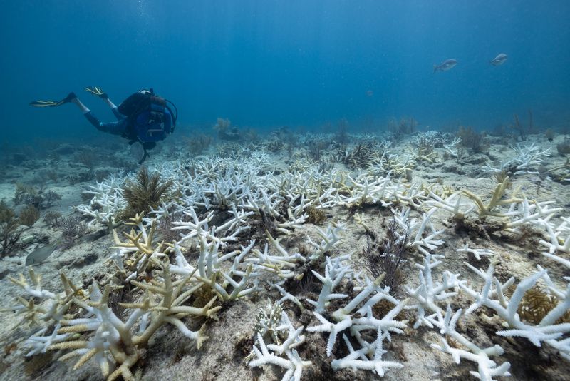 A scuba diver swims over white coral.