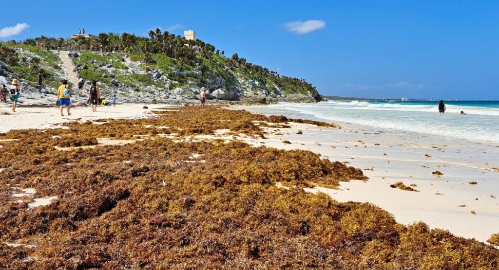 Tulum Prepares for a Huge arrival of seaweed this week