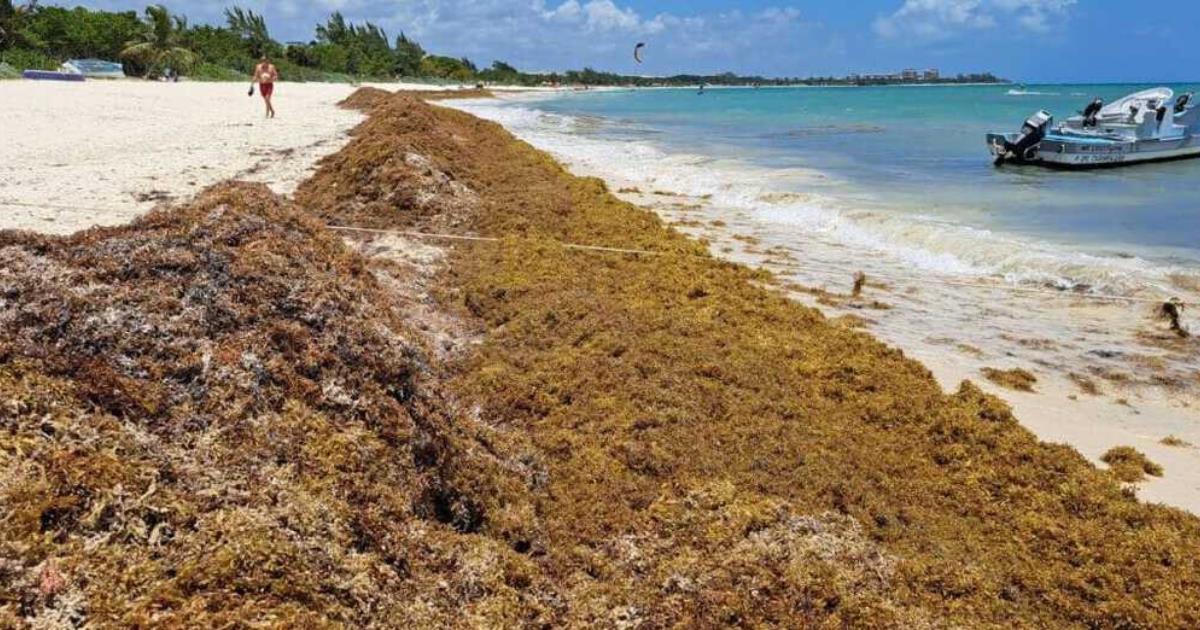 Mexican Navy Installs 8600 meters of barriers to fight Sargassum in the Caribbean