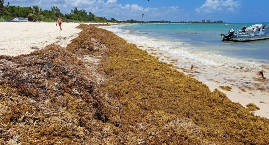 Mexican Navy Installs 8600 meters of barriers to fight Sargassum in the Caribbean