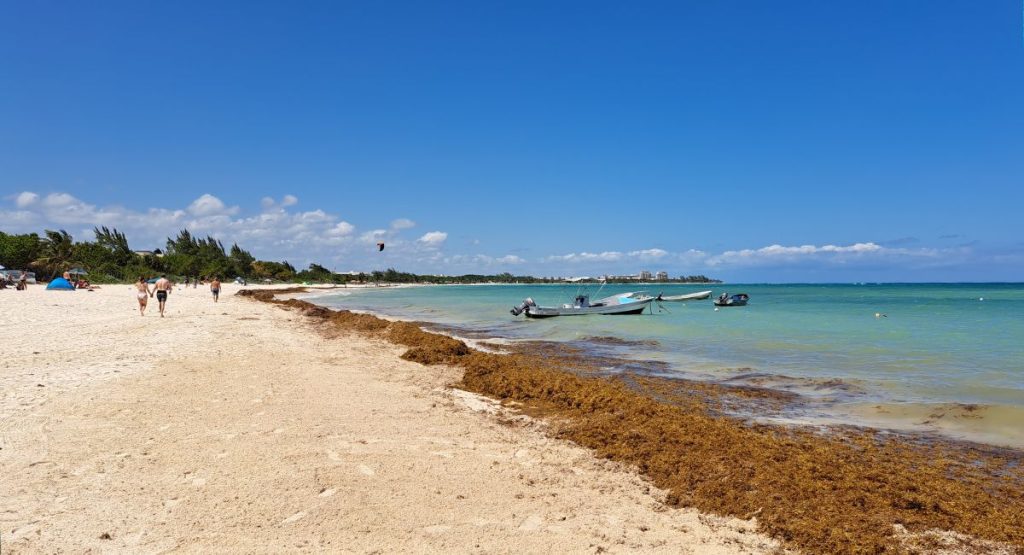 Sargassum alert raised for Cancun and the rest of the Mexican Caribbean