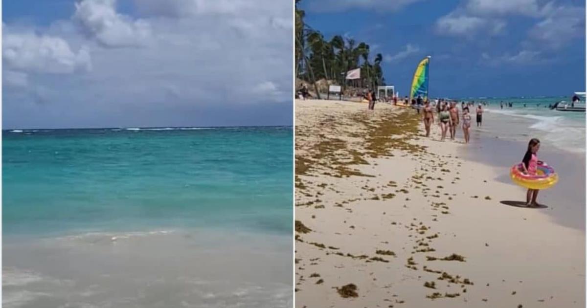 Dominican Republic Sargassum Seaweed in 2024: What to Know