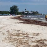 Scientists predict that another record seaweed blob could hit Florida this year.