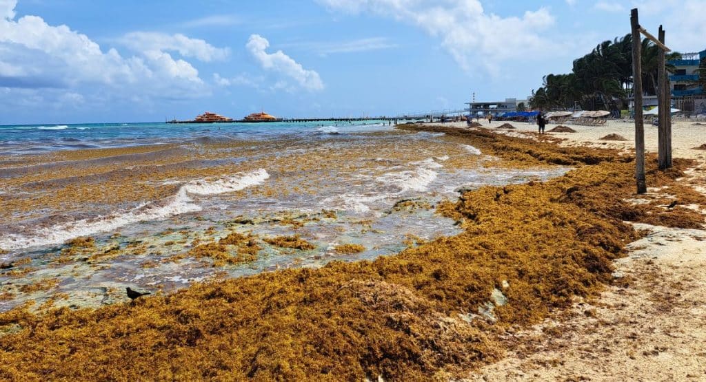 Mexico's Beach Resorts Increase staff to Fight Sargassum Before Summer 2024