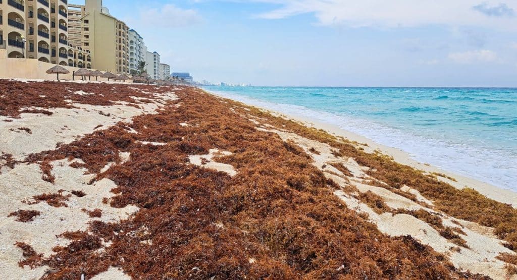 Cancun Resorts Brace For Massive Sargassum Seaweed Influx