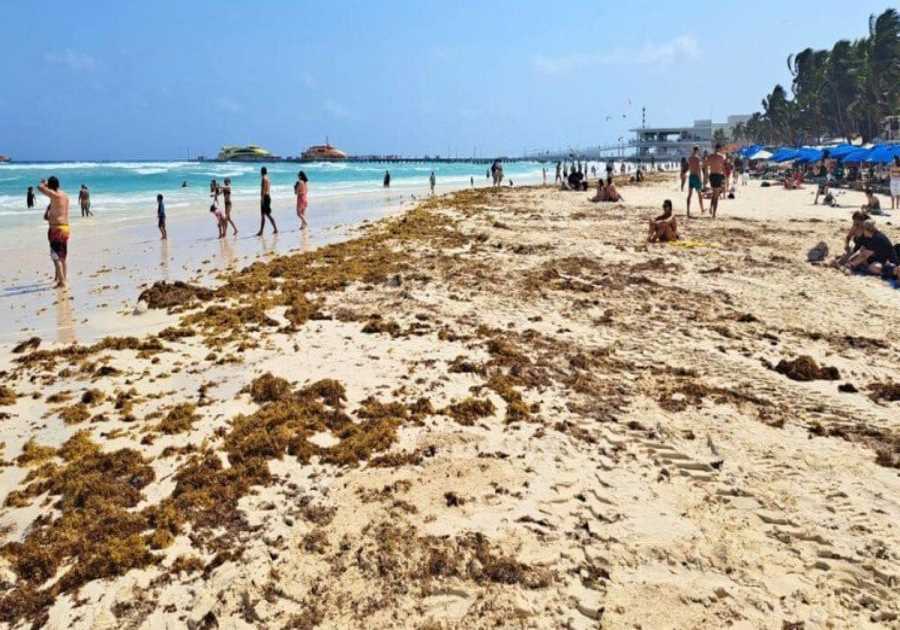 Playa Del Carmen to see 300 tons of seaweed per day in the coming weeks, say officials