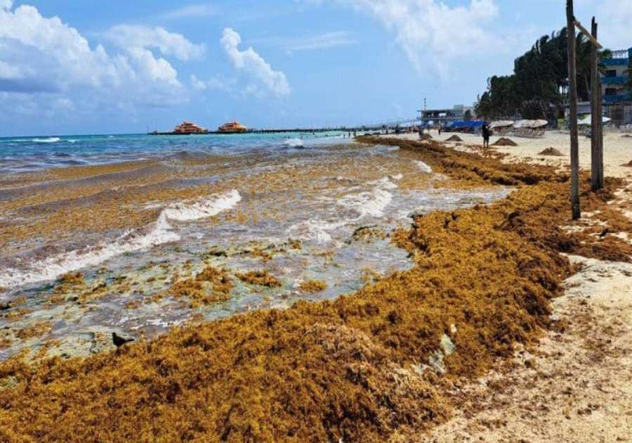 Mexico's Beach Resorts Increase staff to Fight Sargassum Before Summer 2024