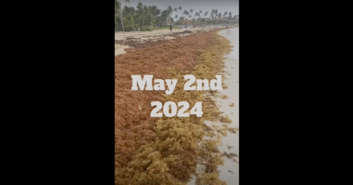 Dominican Republic Beach Town Declares State Of Emergency Facing Crisis beyond Seaweed Problems