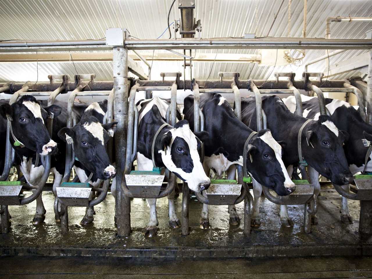 A row of confined dairy cows.