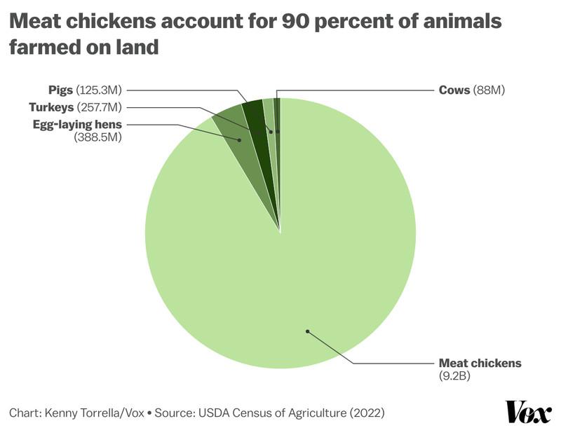 Pie chart showing meat chickens make up about 90 percent of animals raised for food, while other animals — cows, pigs, turkeys, and egg-laying hens — make up much smaller slivers. 